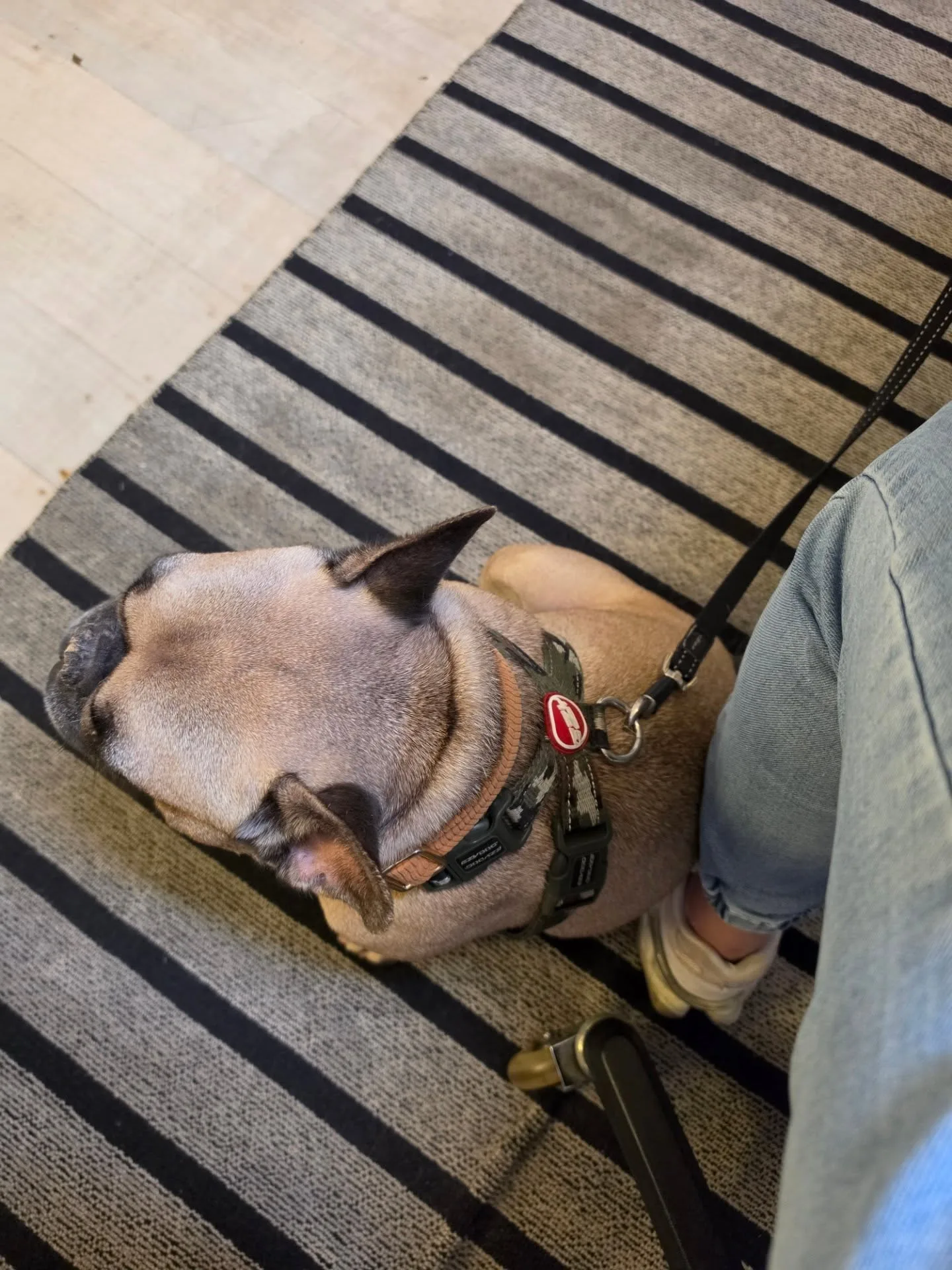French bulldog resting on a striped rug in the MiuK studio